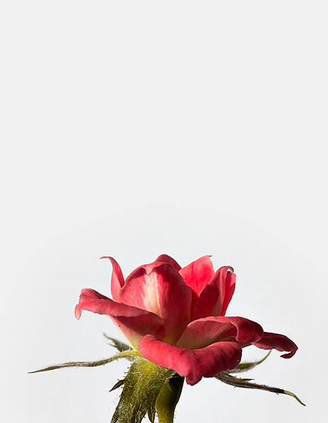 shop-7-gallery-2 g